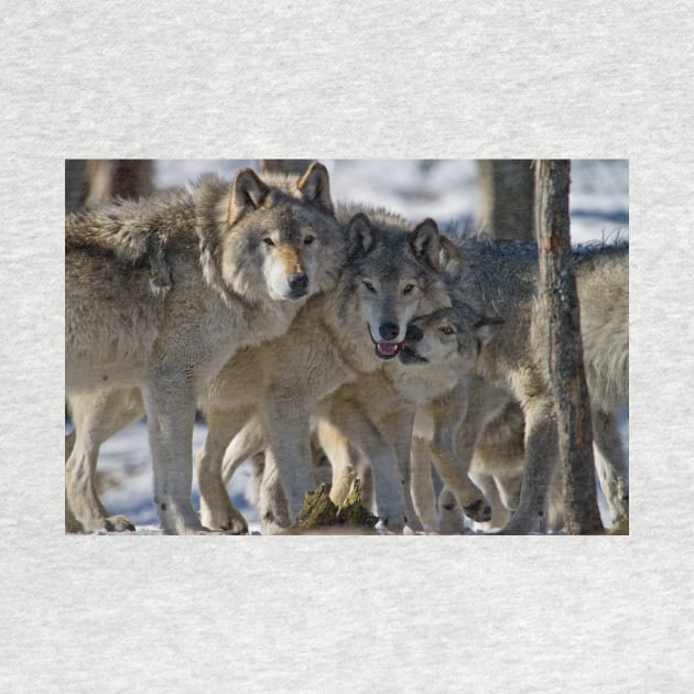 Wolf Pack by jaydee1400